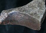 Polished Agatized Dinosaur Bone - Colorado #7849-2